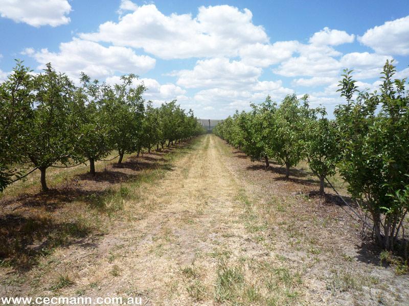 GREAT INCOME PRODUCING ACREAGE Picture 2