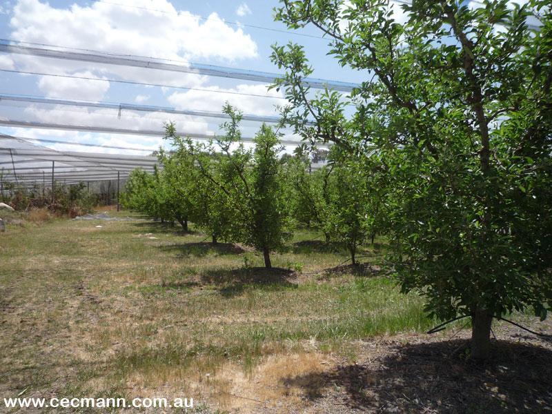 GREAT LITTLE ORCHARD Picture 3