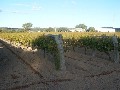 TOP VINEYARD WITH WINERY POTENTIAL Picture