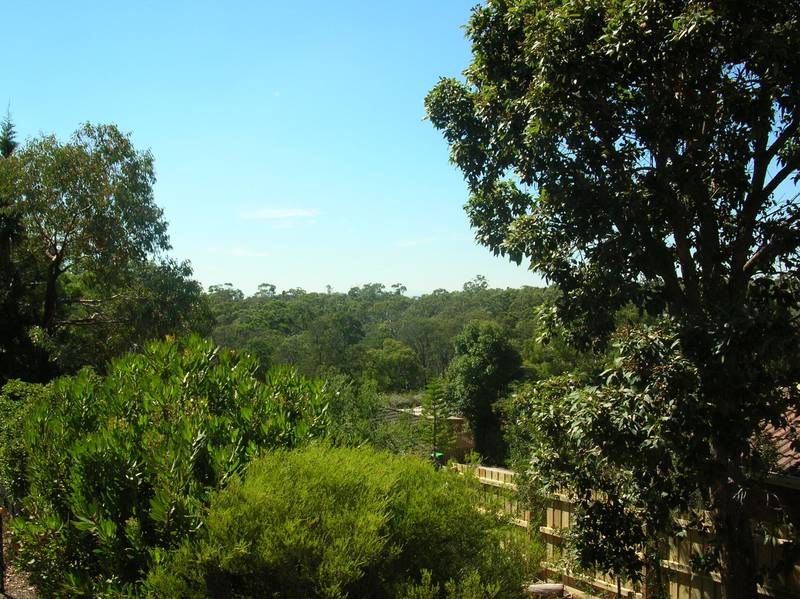 LOOK OVER THE TREETOPS Picture