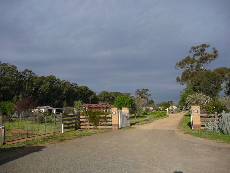 Purple Cows - Woodhaven Herbs & Lavender Picture 1