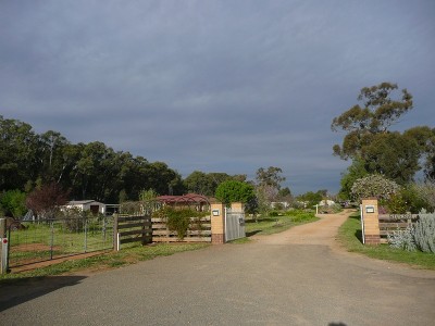 Purple Cows - Woodhaven Herbs & Lavender Picture