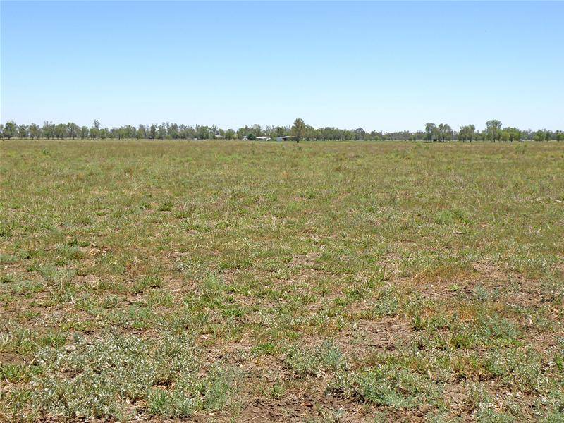 For Sale
Tarbinga Picture 3