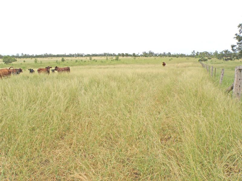 Scoria Rose Picture 1