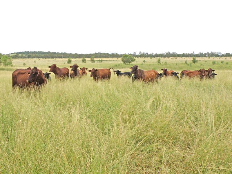 Scoria Rose Picture 2