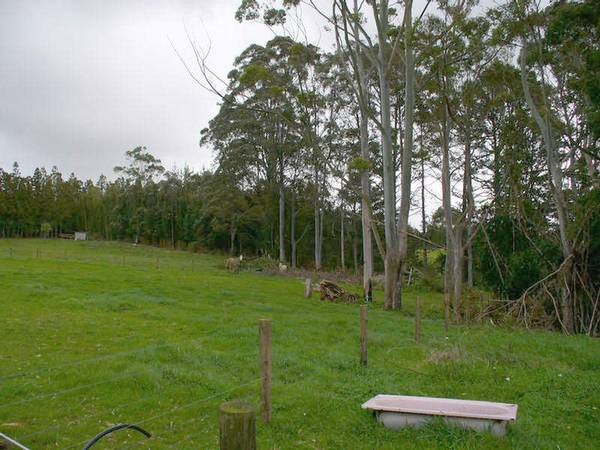 GREEN GREEN GRASS Picture GREEN GREEN GRASS Picture