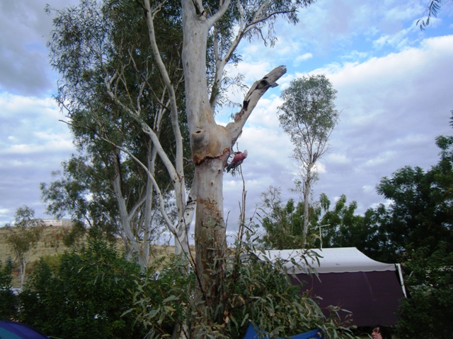 MARBLE BAR HOLIDAY PARK Picture 2