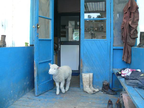 COASTAL FARM WAIPU! Picture 2