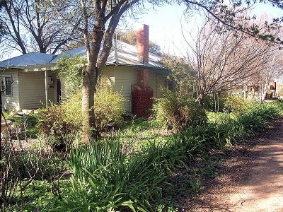 CITRUS AND VINES Picture