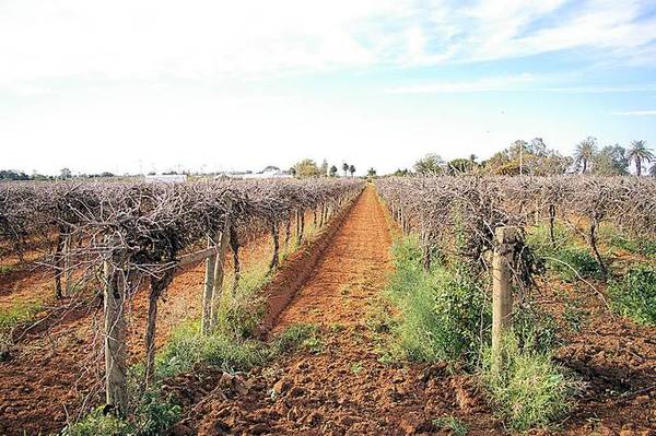 FRUIT BLOCK Picture 3