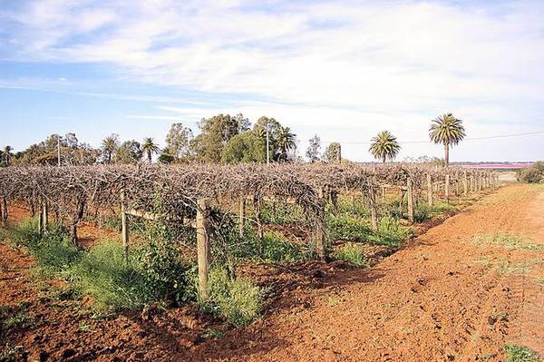 FRUIT BLOCK Picture 2