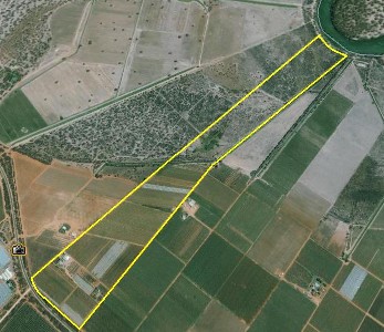 ROBINVALE HORTICULTURAL PROPERTY ON THE MURRAY RIVER Picture