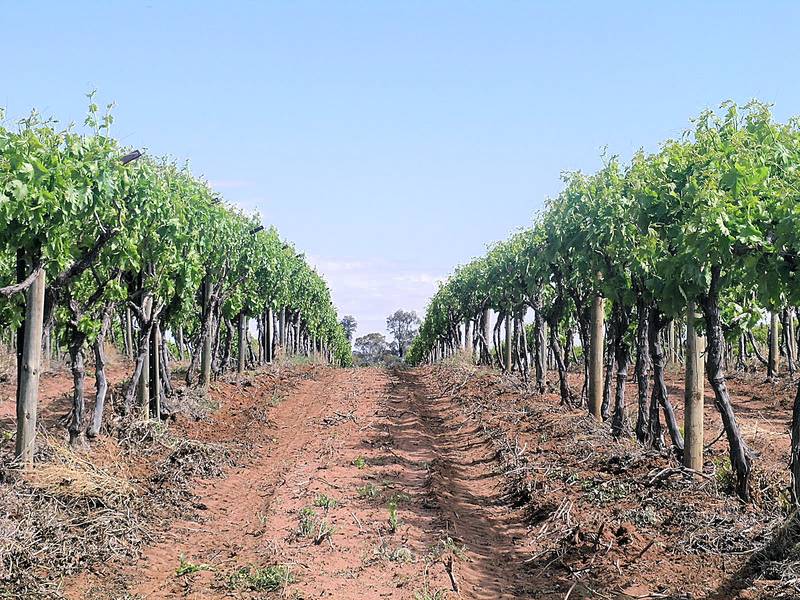 ROBINVALE HORTICULTURAL PROPERTY ON THE MURRAY RIVER Picture 2