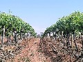 ROBINVALE HORTICULTURAL PROPERTY ON THE MURRAY RIVER Picture
