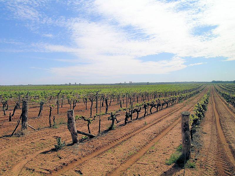 ROBINVALE HORTICULTURAL PROPERTY ON THE MURRAY RIVER Picture 3
