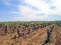ROBINVALE HORTICULTURAL PROPERTY ON THE MURRAY RIVER Picture