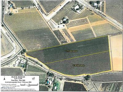 TOP WINEGRAPE VINEYARD Picture