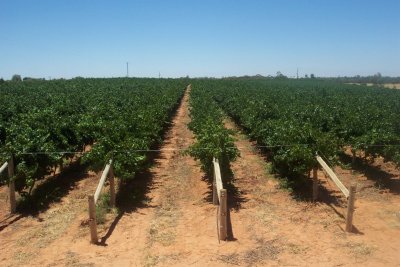 STATE OF THE ART VINEYARD Picture 2