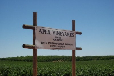 STATE OF THE ART VINEYARD Picture