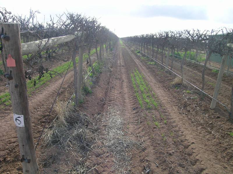 OUTSTANDING HORTICULTURAL & RESIDENTIAL DEVELOPMENT OPPORTUNITY Picture 3