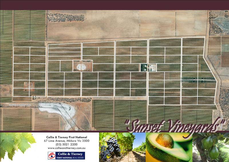 RETIRED WINEGRAPE HOLDING Picture 2