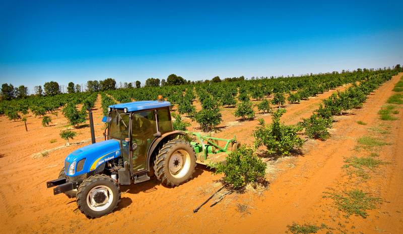 FIRST STONE FRUIT ON THE MARKET Picture 1