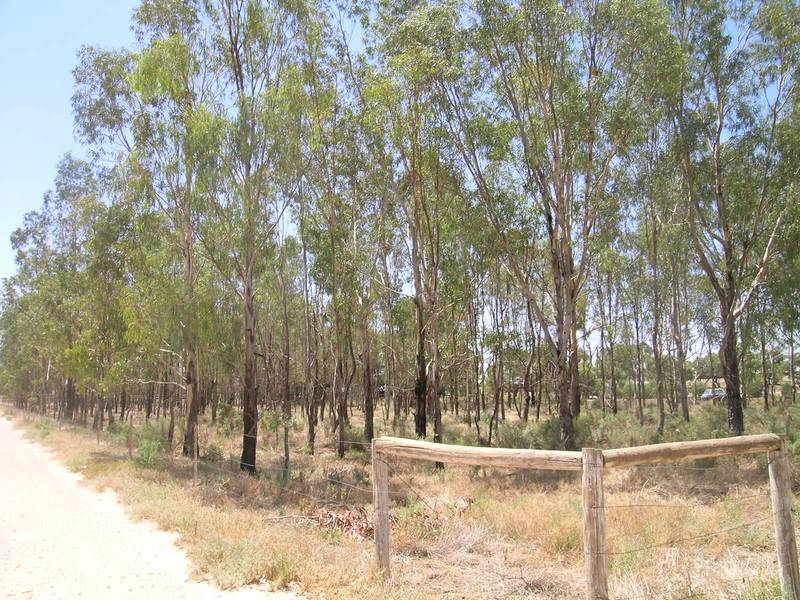 WALKING DISTANCE TO THE MURRAY RIVER Picture 2