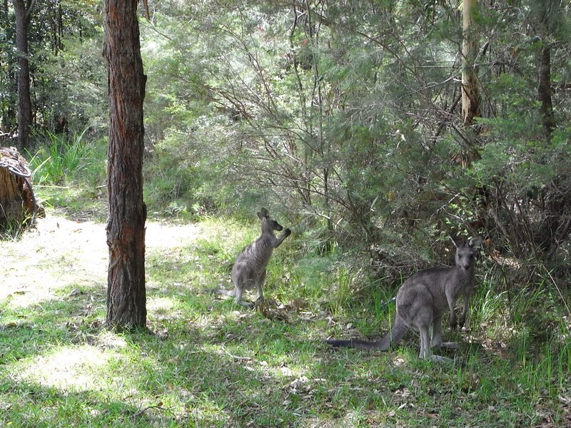 Land; Big, Private and Peaceful Picture 2