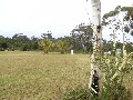 LARGE PRIVATE BUILDING SITE IN EXCLUSIVE BUSHLAND SETTING Picture